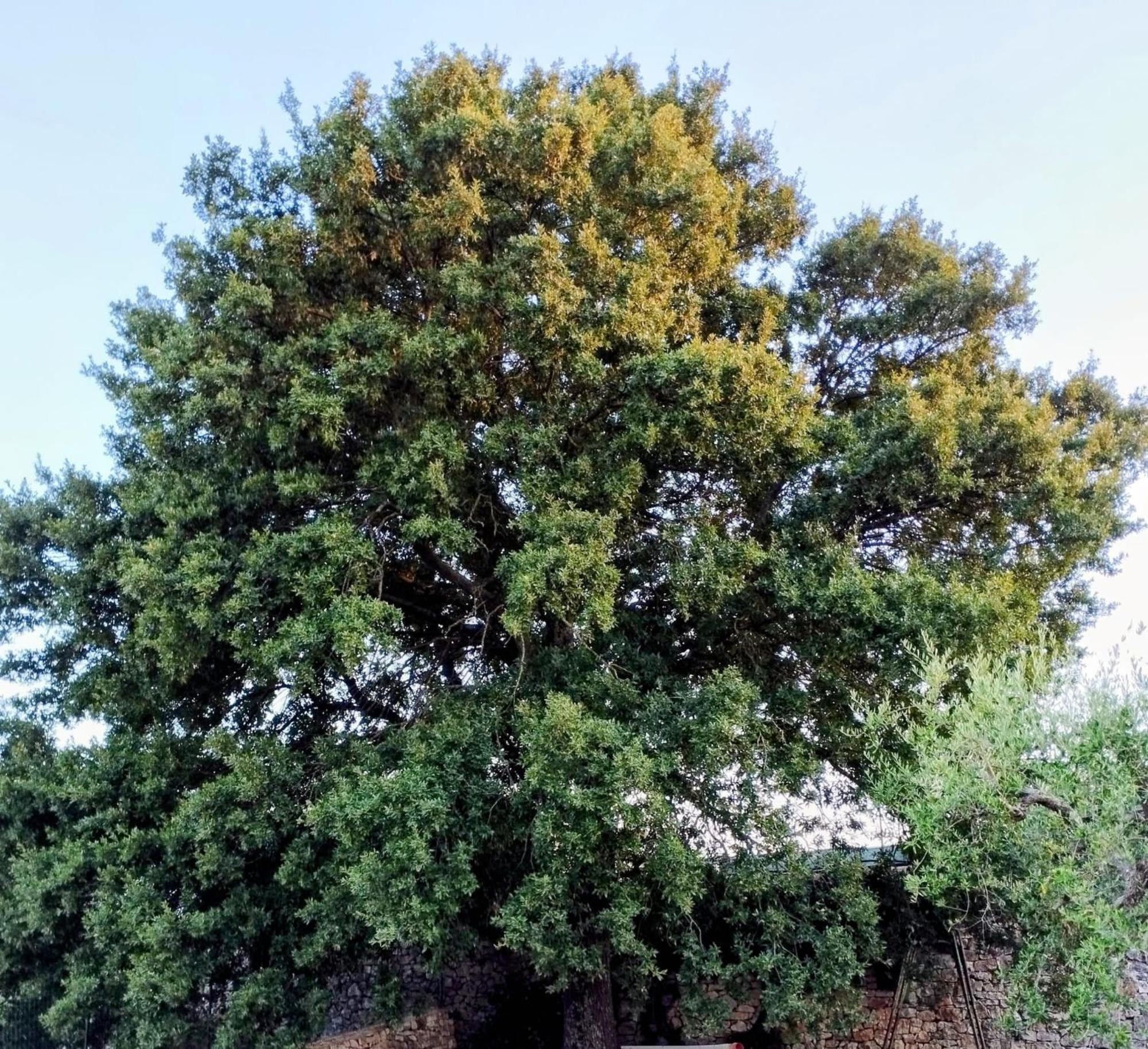 Trulli La Quercia Del Nonno Villa Locorotondo Exteriör bild