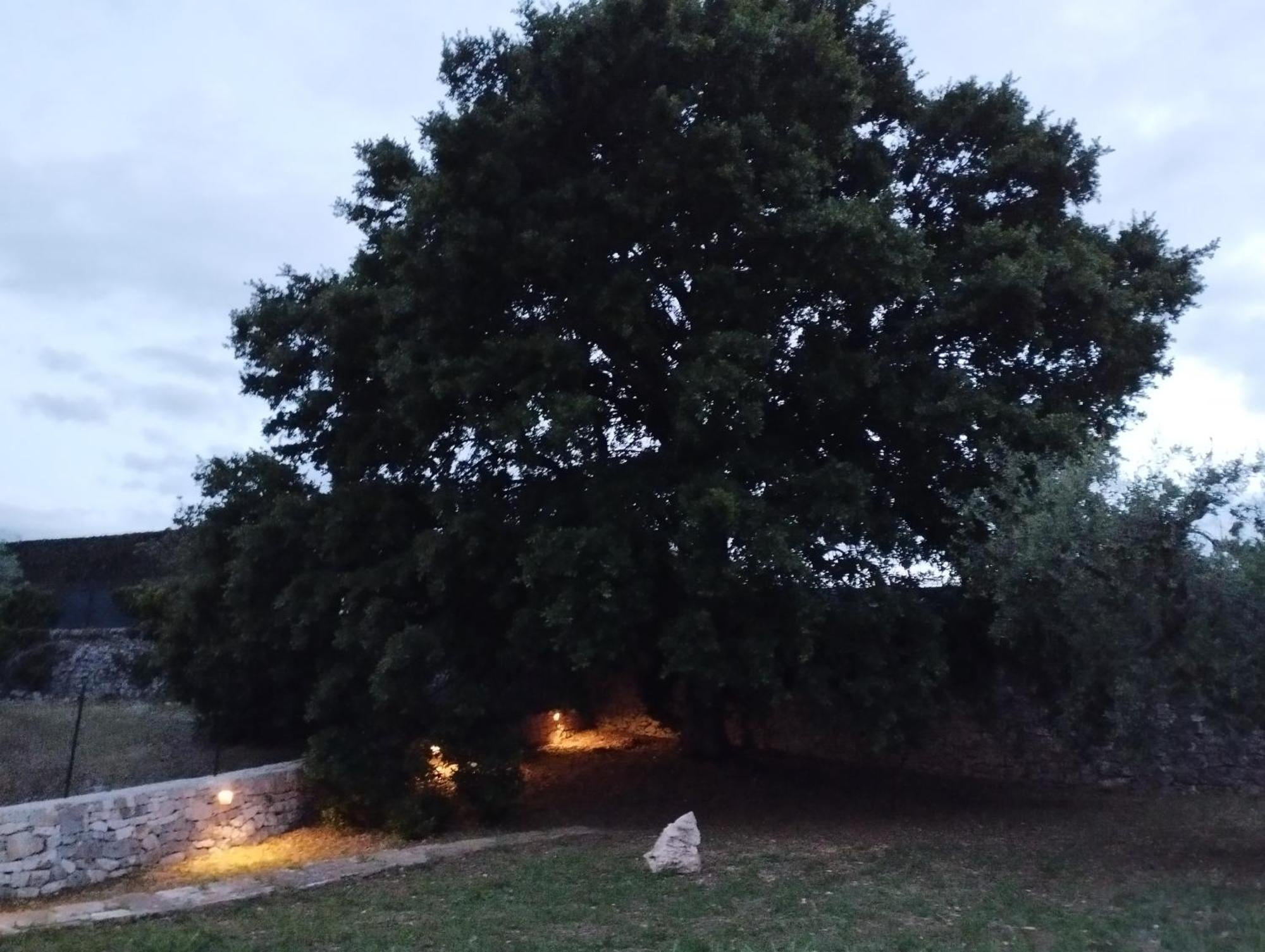 Trulli La Quercia Del Nonno Villa Locorotondo Exteriör bild